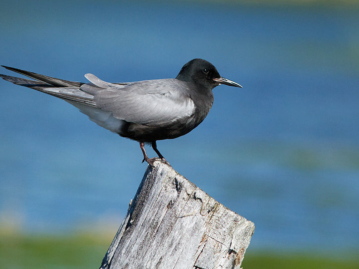 Black Tern, Chlidonias niger, Gaviotín Neg