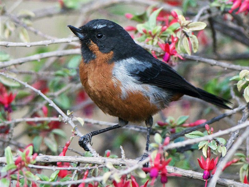 Black-throated Flowerpiercer, Diglossa brunneiventris, Picaflor Rabiazul
