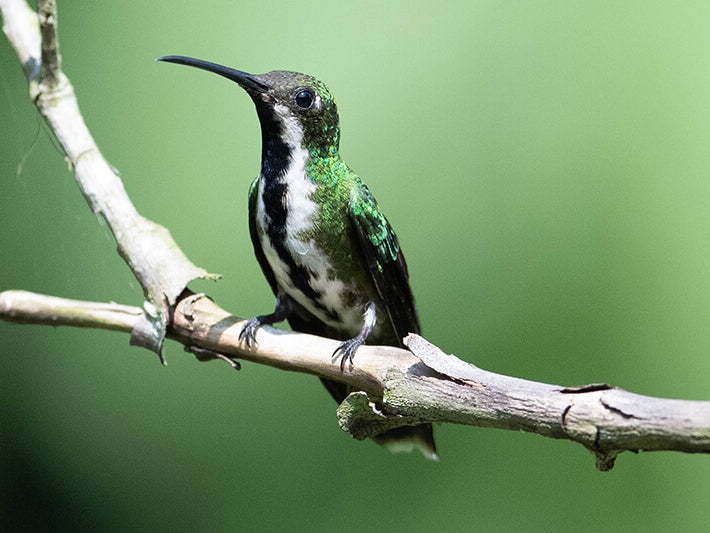 Black-throated Mango, Anthracothorax nigricollis, Mango Pechinegro