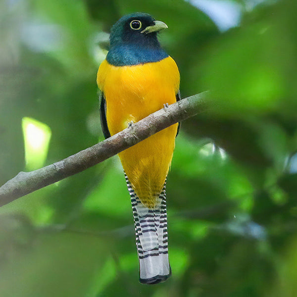 Black-throated Trogon, Trogón Esmeralda