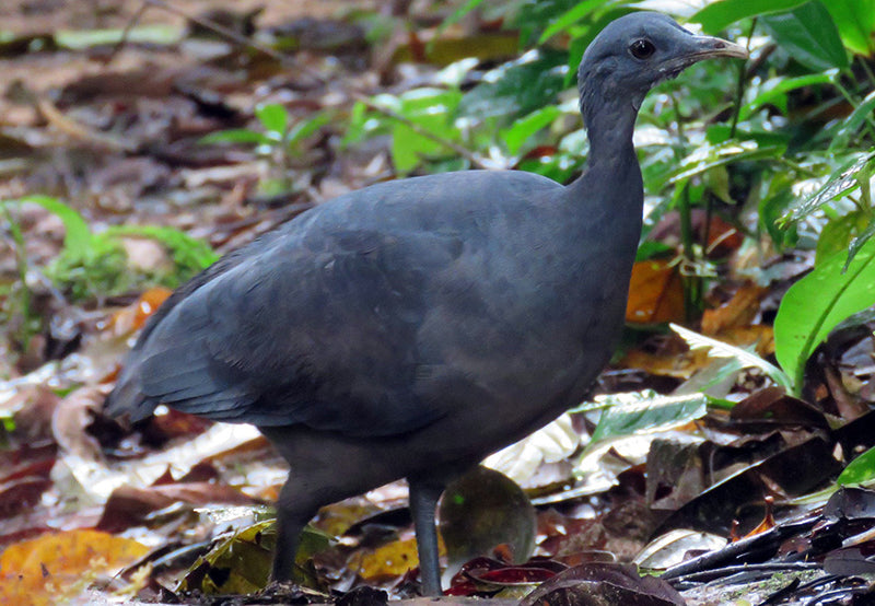 black tinamou, tinamu negro