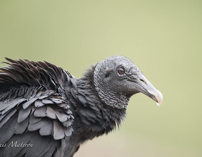 Black Vulture, Coragyps atratus, Gallinazo Negro