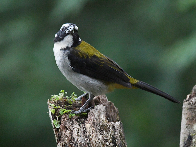 Black-winged Saltator, Saltator atripennis, Saltador Alinegro