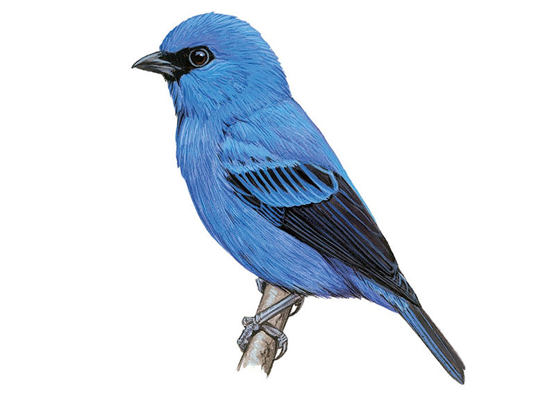 Blue and Black Tanager, Tangara vassorii vassorii, Tangará Negriazul