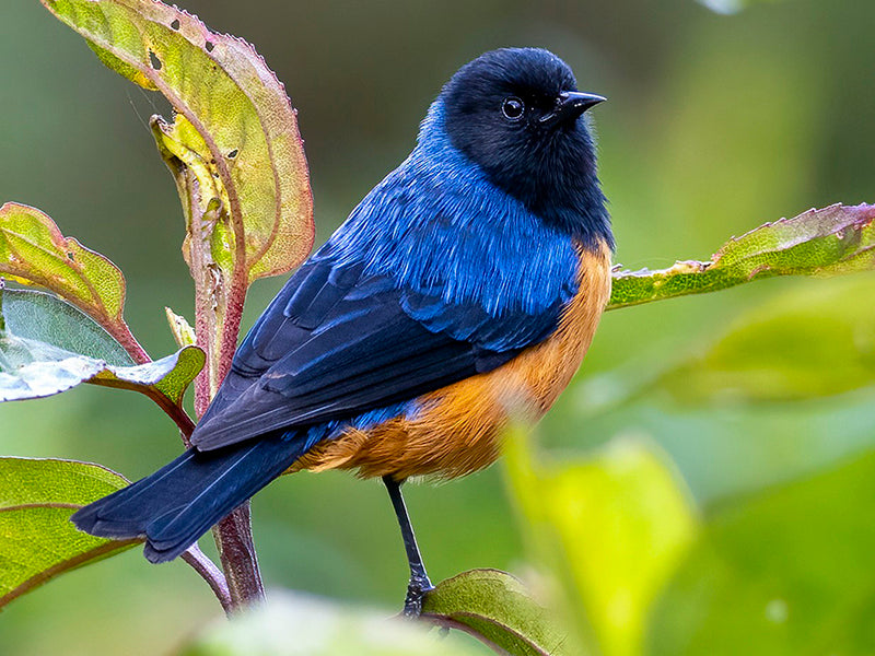 Bue-backed-Conebll, Conirostrum sitticolor, Conirrostro Dorsiazul