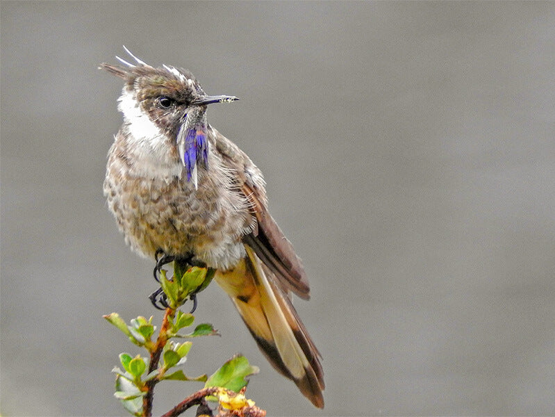 Blue-bearded Helmetcrest, Trochilidae, Oxypogon cyanolaemus, Barbudito Azul
