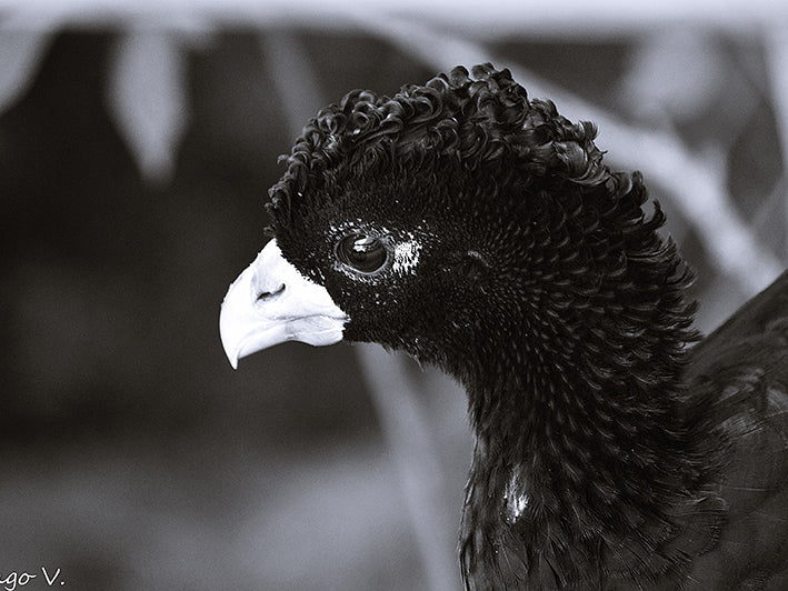 Blue-billed Curassow, Crax alberti, Paujil Piquiazul
