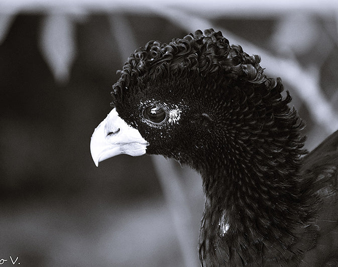 Blue-billed Curassow, Crax alberti, Paujil Piquiazul