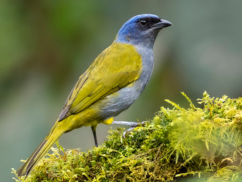 Blue-capped Tanager, Sporathraupis cyanocephala, Azulejo Montanero