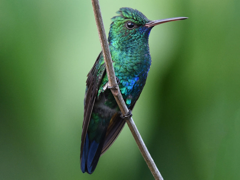 Blue-chinned Sapphire, Chlorestes notata, Zafiro Gorgiazul