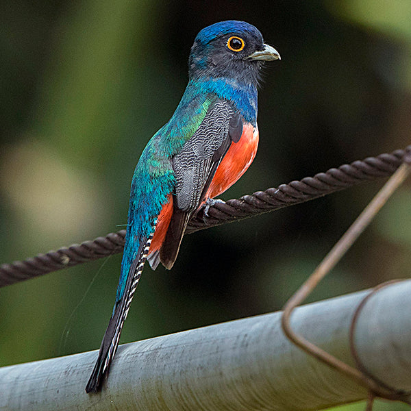 Blue-crowned Trogon, Trogon curucui, Trogón Amazónico