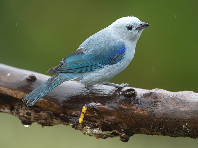 Blue-gray Tanager, Thraupis (episcopus) cana, Azulejo