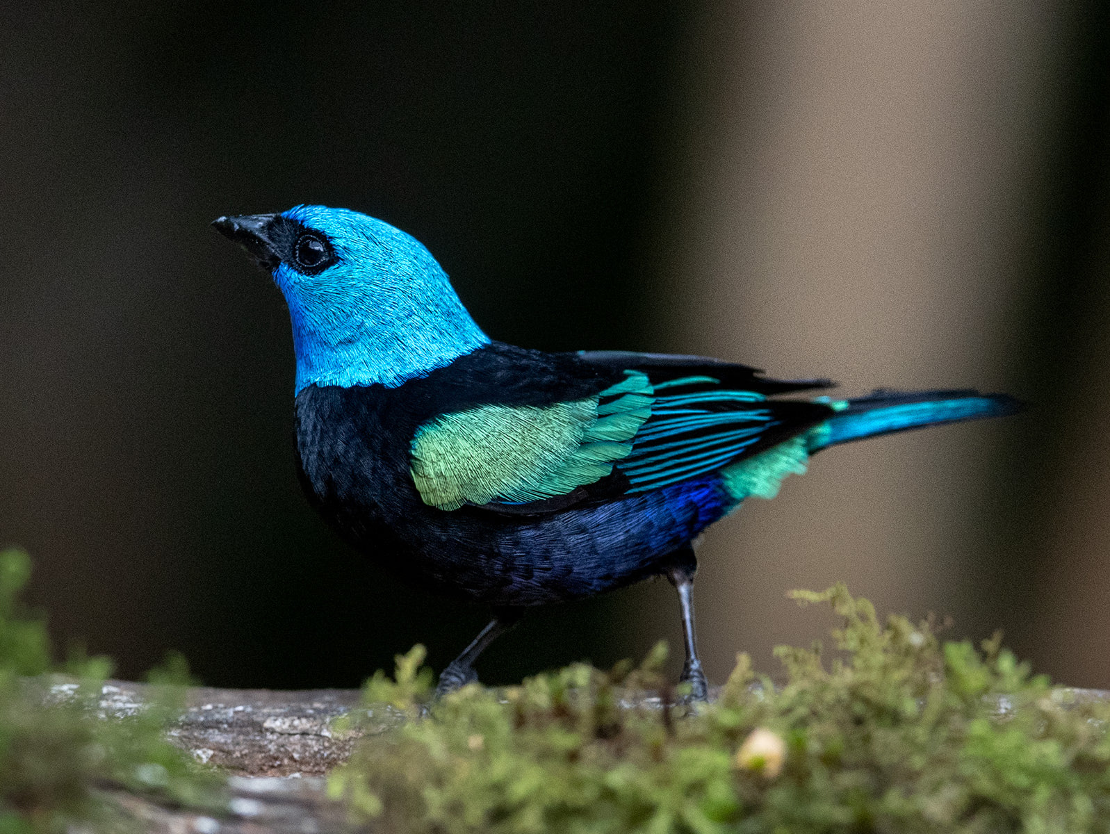 Blue-necked Tanager, Stilpnia cyanicollis, Tangará Real