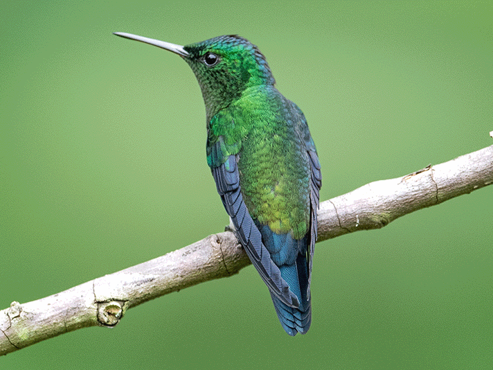Blue-tailed Emerald, Chlorostilbon mellisugus, Esmeralda Coliazul