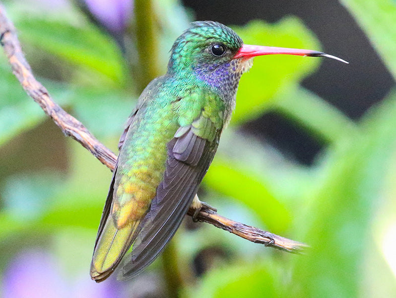 Blue-throated Goldentail, Chlorestes eliciae, Zafiro Gorgiazul