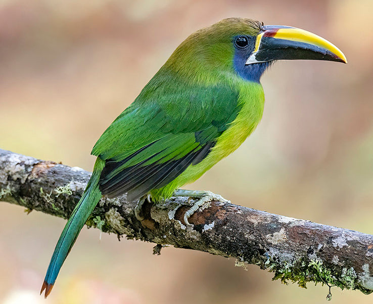 Blue-throated Toucanet, Aulacorhynchus caeruleogularis, Tucancito Gargantiazul