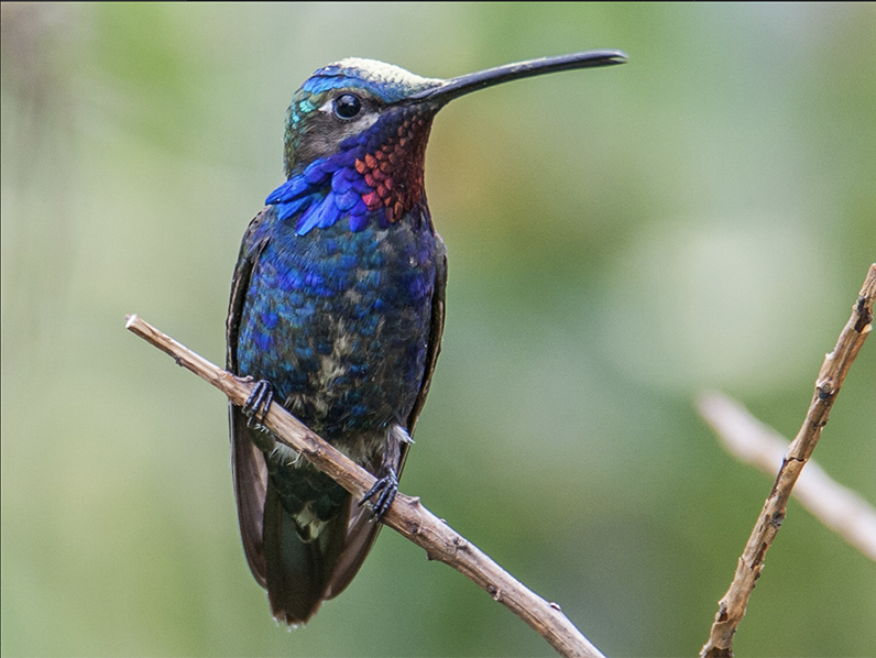 Blue-tufted Starthroat, Heliomaster furcifer, Picudo Buchiazul