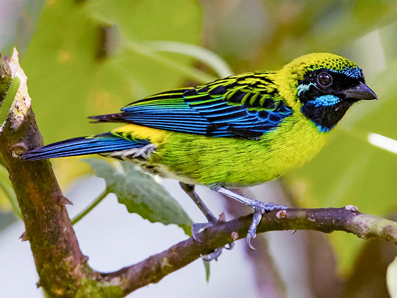 Blue-whiskered Tanager, Tangara johannae, Tangará Bigotuda