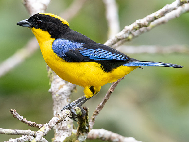Blue-wiged Mountain-tanager, Anisognathus somptuosus, Tangará Primavera