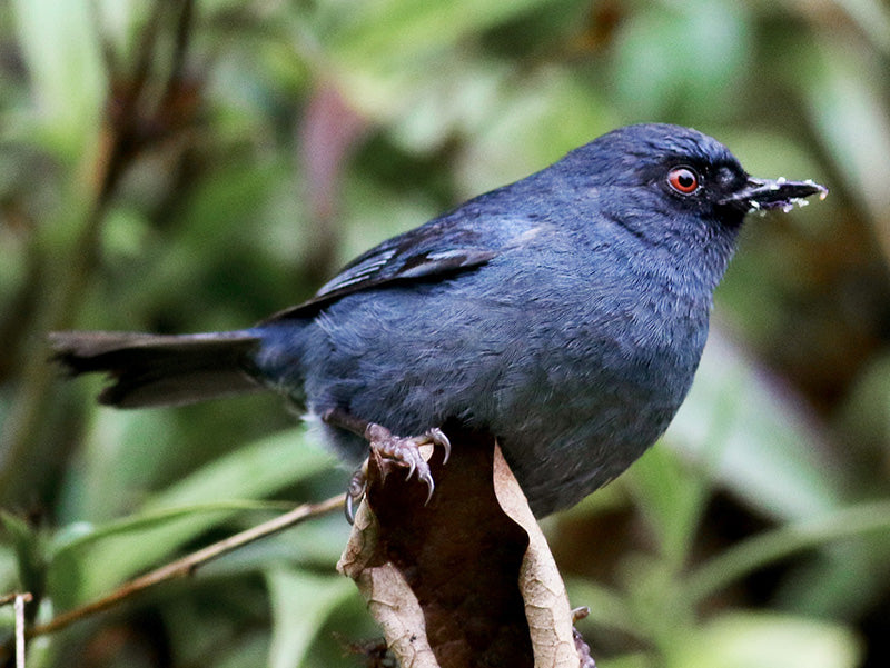Bluish Flowerpiercer, Diglossa caerulescens, Picaflor Azul