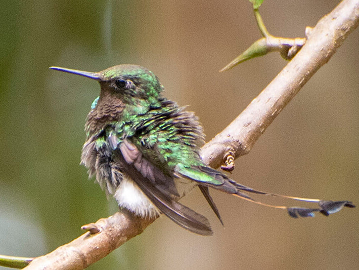 Booted Racket-tail, Ocreatus underwoodi, Cola-de-raqueta Pierniblanco