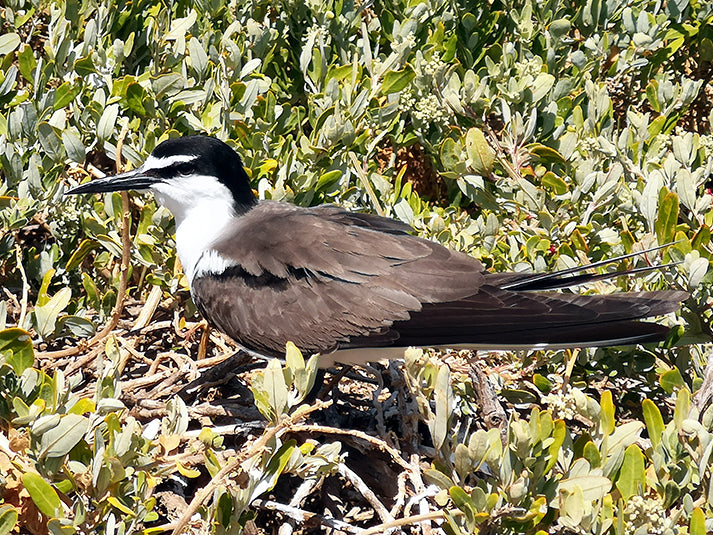 Bridled Tern, Onychoprion anaethetus, Gaviotín Embridado