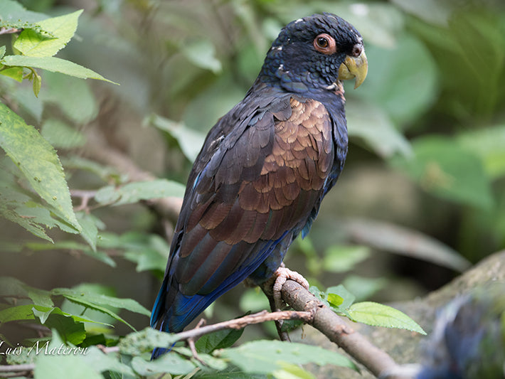 Bronze-winged Parrot, Pionus chalcopterus, Cotorra Oscura