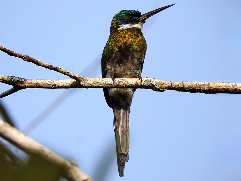 Bronzy Jacamar, Galbula leucogastra, Jacamar Bronceado