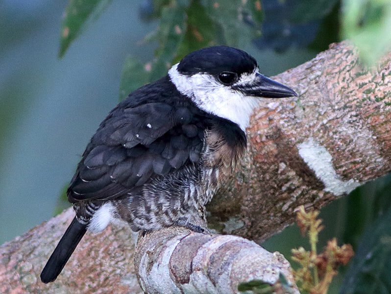 Brown-banded Puffbird, Notharchus ordii, Bobo Pechirrufo