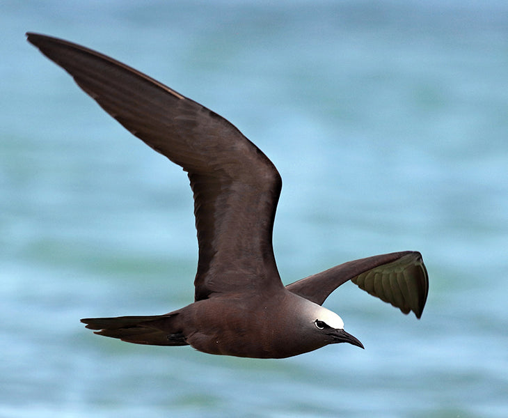 brown noddy, Anus stolidus, Tiñosa Parda