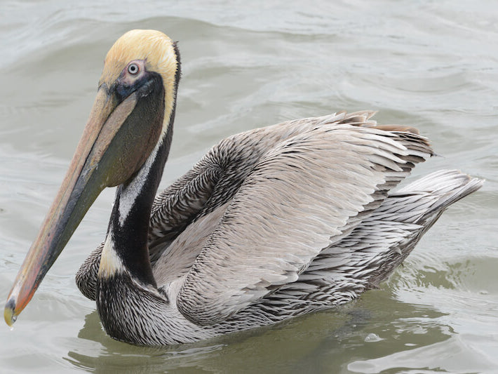 Brown Pelican, Pelecanus occidentalis, Pelícano Pardo