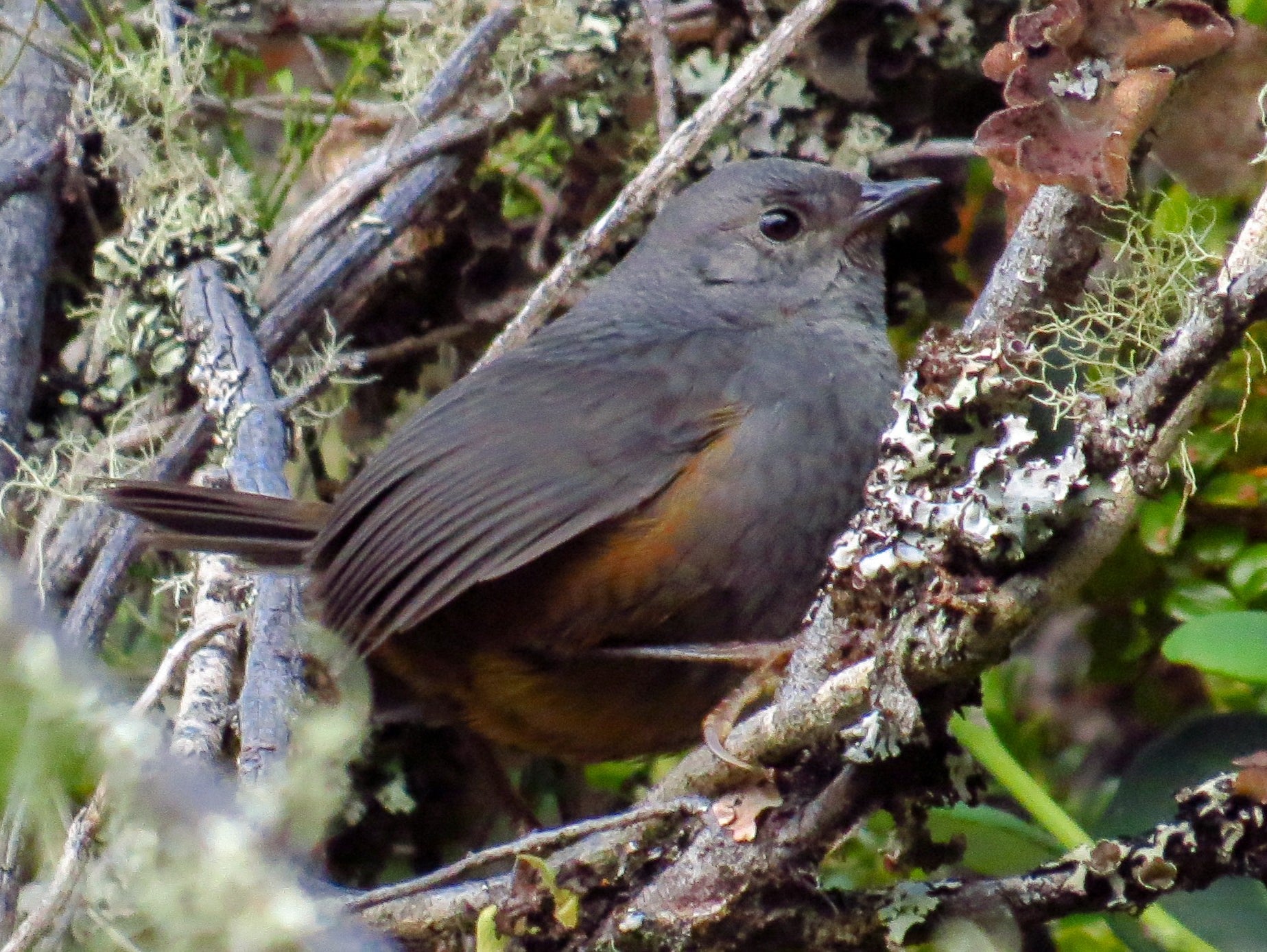 Brown-rumped-tapaculo, scytalopus latebricola, Tapaculo raton