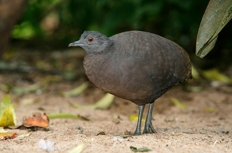 Brown Tinamou, Crypturellus obsoletus, Tinamú Pardo