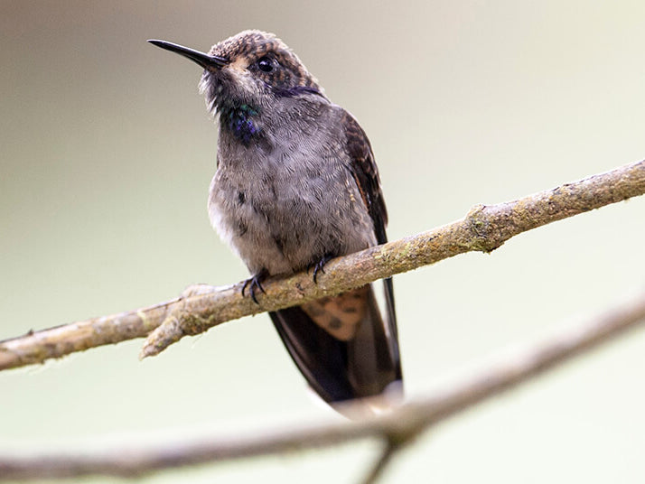 Brown Violetear, Colibri delphinae, Colibrí Pardo