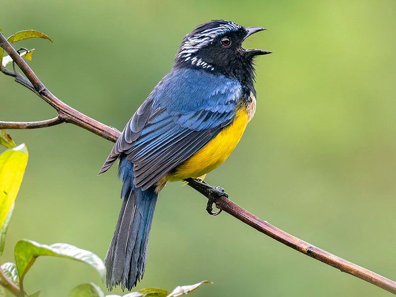 Buff-breasted Mountain-tanager, Dubusia taeniata, Tangará Diadema