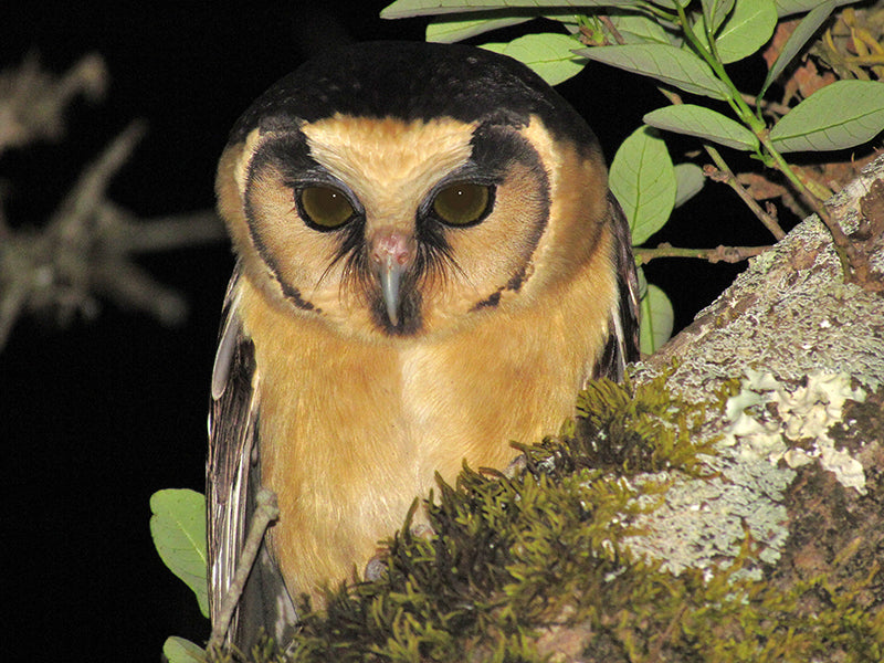 Buff-fronted-owl, Aegolius harrisii, Búho Acanelado