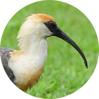 Buff-necked Ibis, Theristicus caudatus, Bandurria Aliblanca