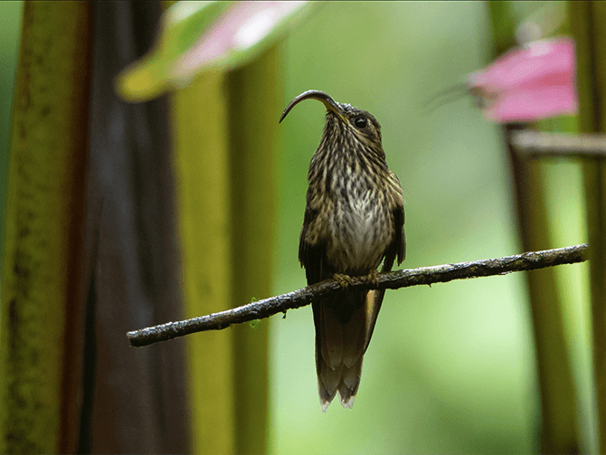Buff-tailed Sicklebill, Eutoxeres condamini, Pico de-hoz Colicanelo