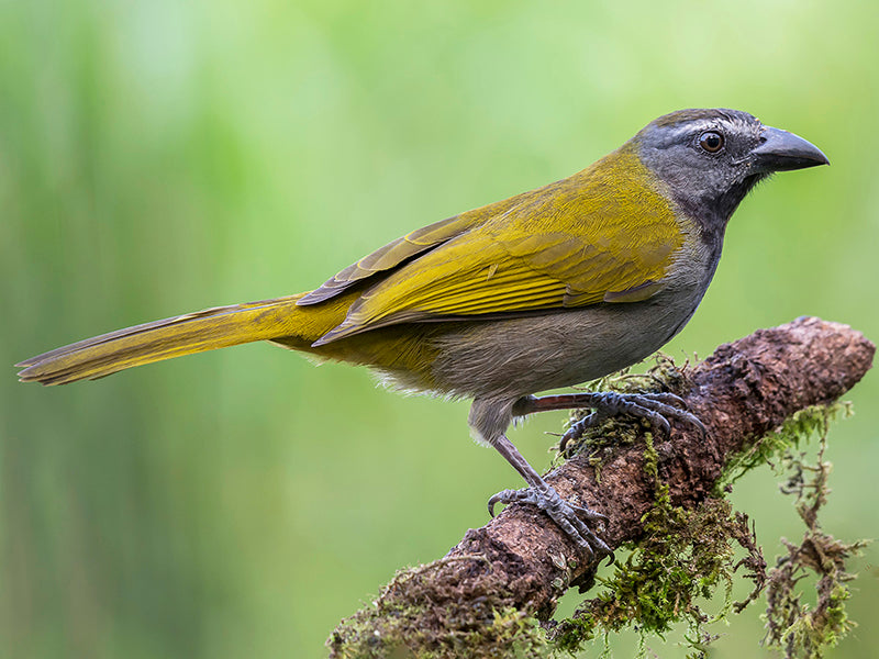 Buff-throated Saltator, Saltator maximus, Saltador Ajicero