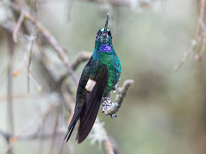 buff-winged-starfrontlet, Coeligena lutetiae, Inca Galoneado