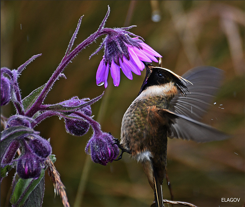 Oxypogon stuebeli, Barbudito Canelo, Buffy Helmetcrest