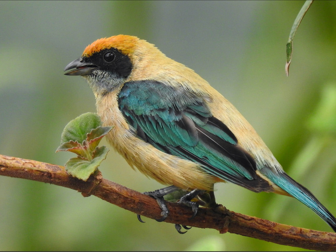 Burnished-buff Tanager, Stilpnia cayana, Tangará Triguera