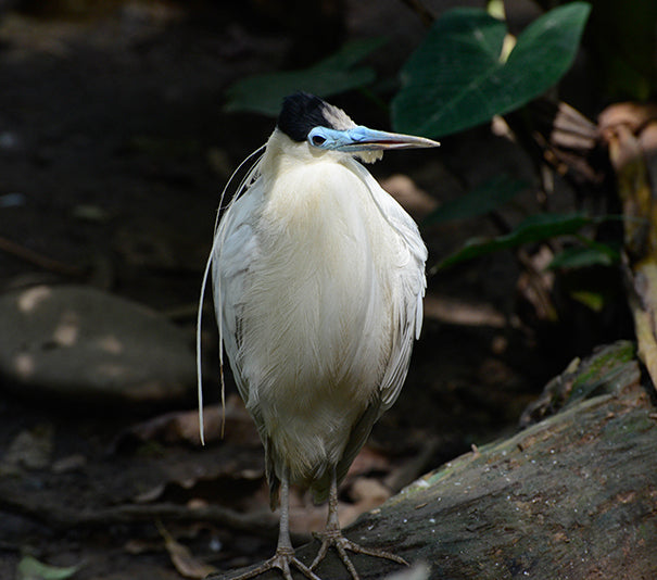 Capped Heron, Pilherodius pileatus, Garza Crestada