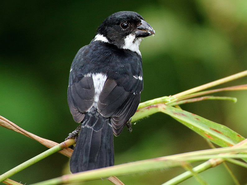 Caqueta Seedeater, Sporophila murallae, Espiguero de Caquetá