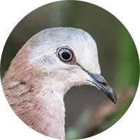 Caribbean Dove,Leptotila jamaicensis, Tórtola Caribeña