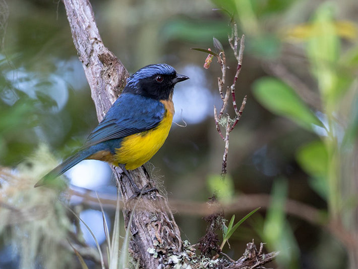 Carrier-s Mountain Tanager, Dubusia carrikeri, Tangará Diadema de Carriker