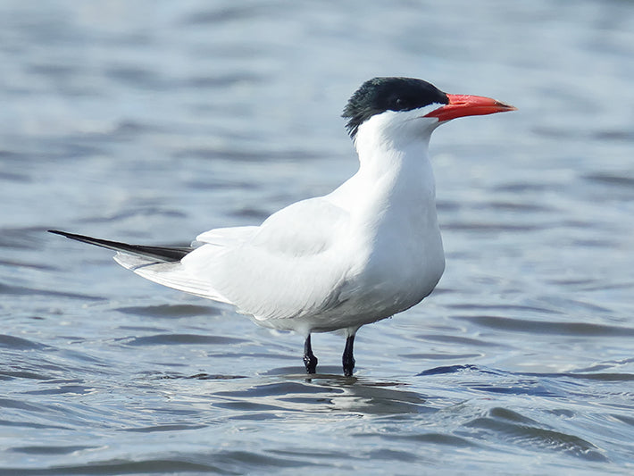 Caspian Tern, Hydroprogne caspia, Gaviotín Piquirrojo