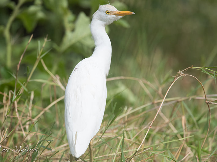 Cattle Egret, Bubulcus ibis, Garcita Bueyera