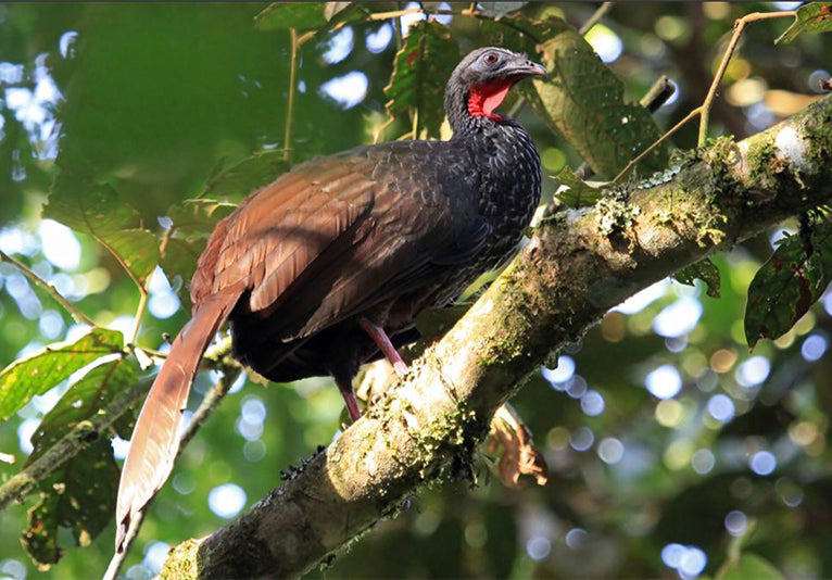 guans, cauca guan, galliformes,cracidae