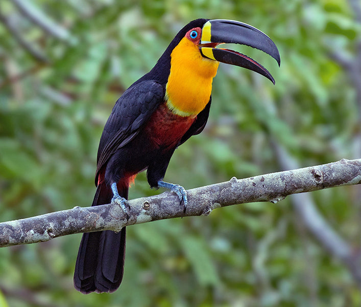 Channel-billed Toucan, Ramphastos vitellinus, Tucán Pechiblanco